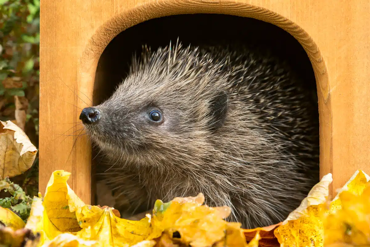 Igel Winterschlaf - Wildtiere in Europa Igel Winterschlaf - Wildtiere in Europa