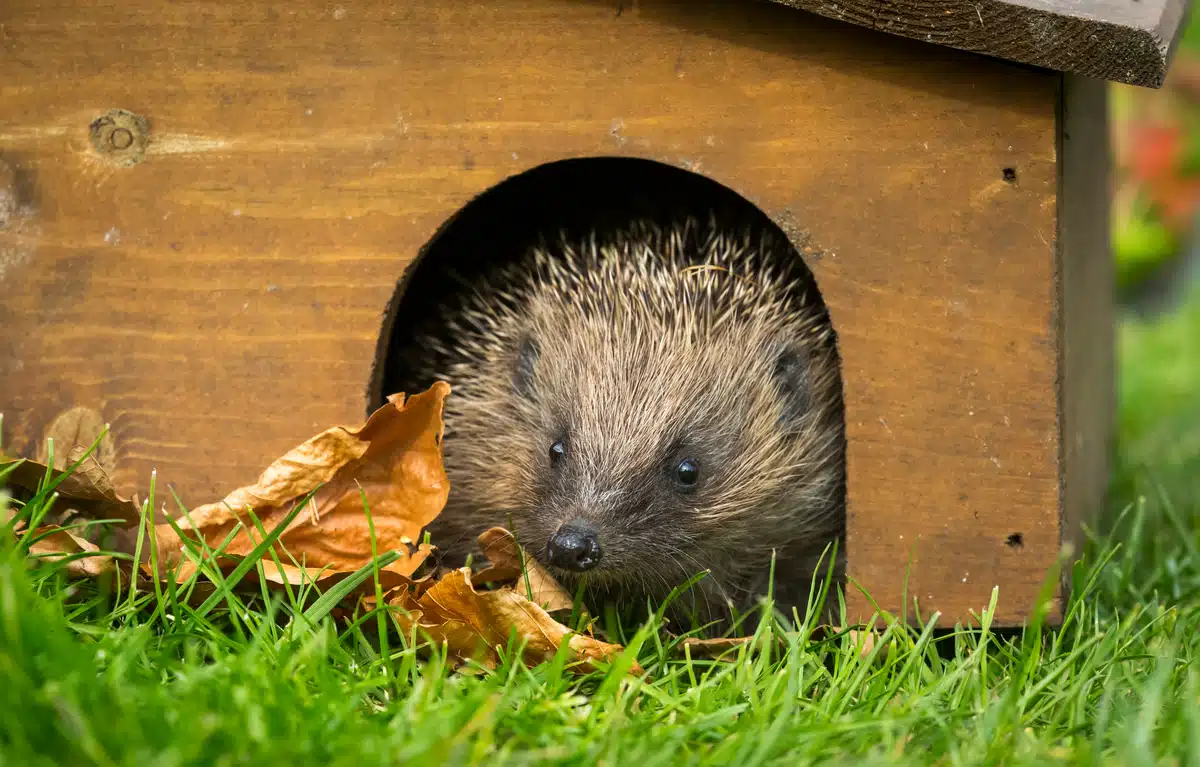 Igel Winterschlaf wann er beginnt und wo sie ihn halten - Wildtiere in Europa Igel Winterschlaf wann er beginnt und wo sie ihn halten - Wildtiere in Europa