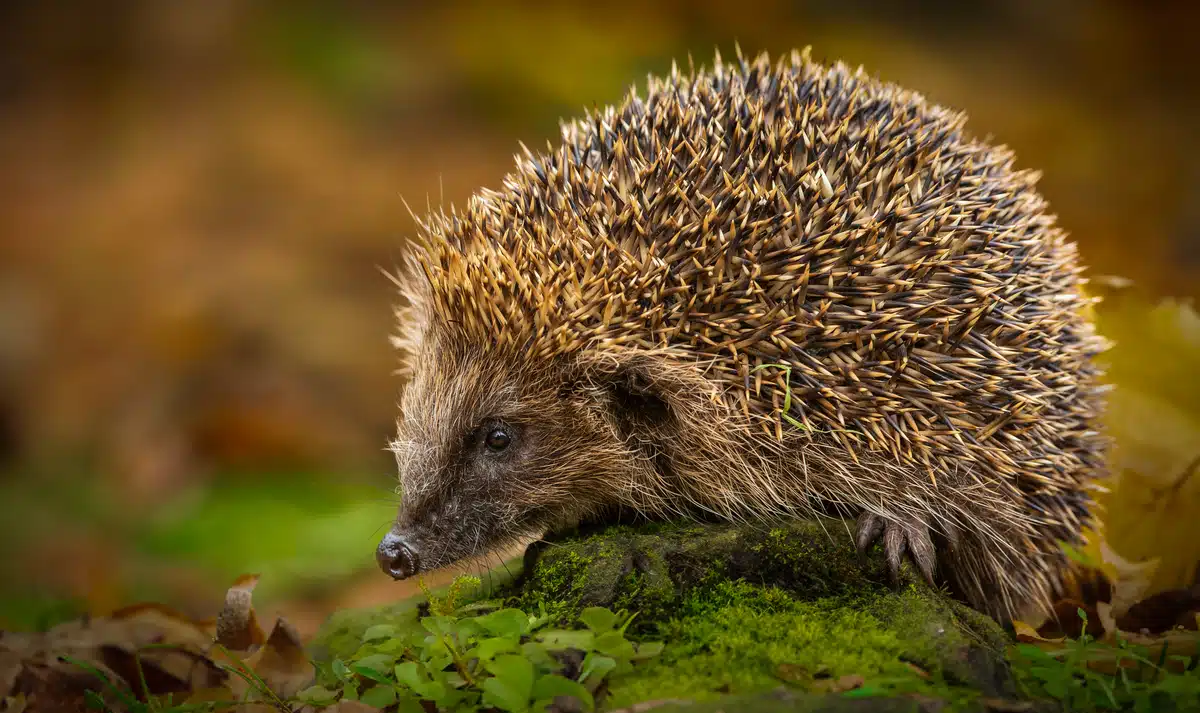 Igel bellen - Wildtiere in Europa Igel bellen - Wildtiere in Europa