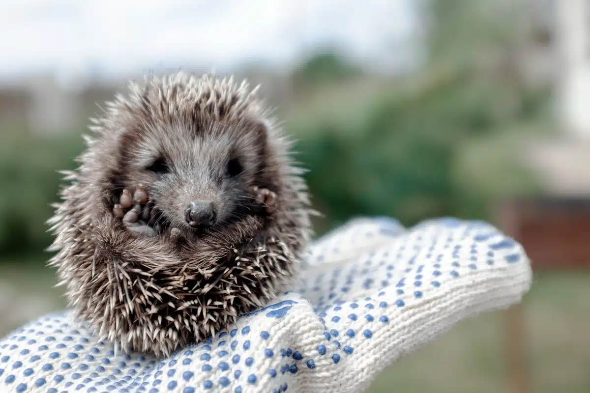 Igel gefunden was tun - Wildtiere in Europa Igel gefunden was tun - Wildtiere in Europa
