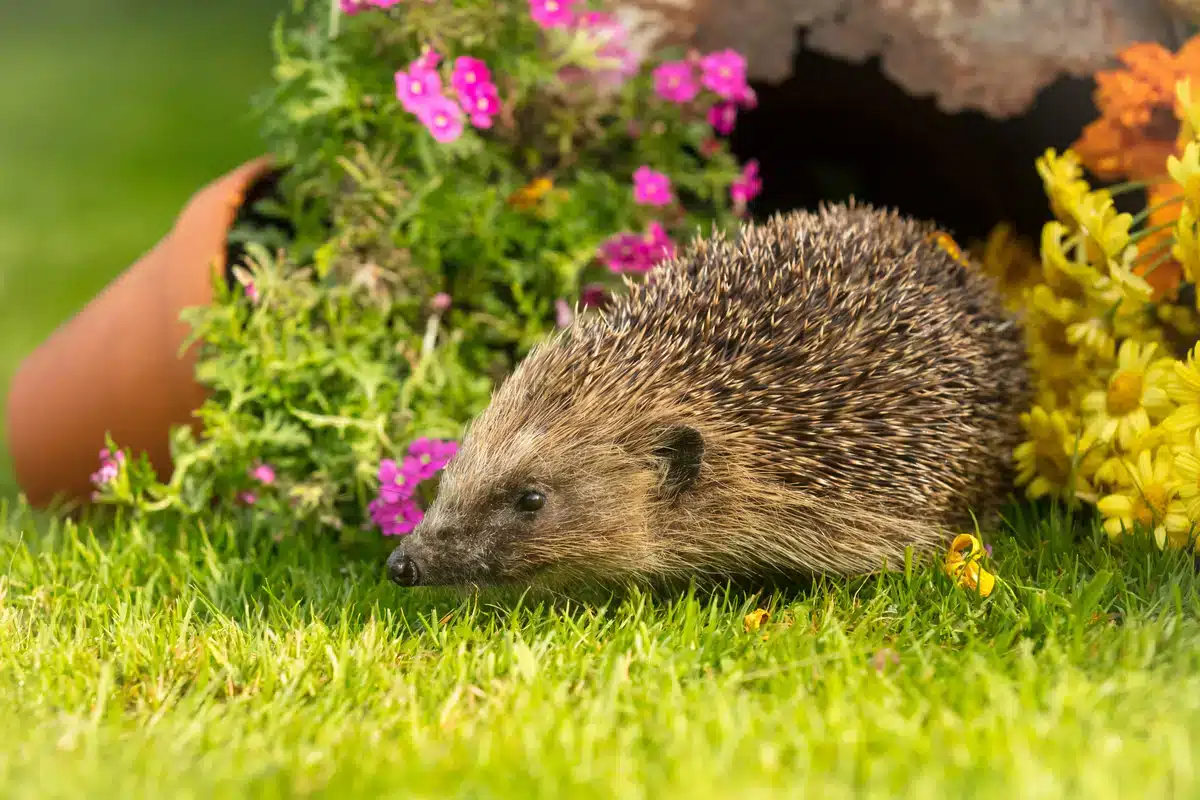 Igel im Garten - Wildtiere in Europa