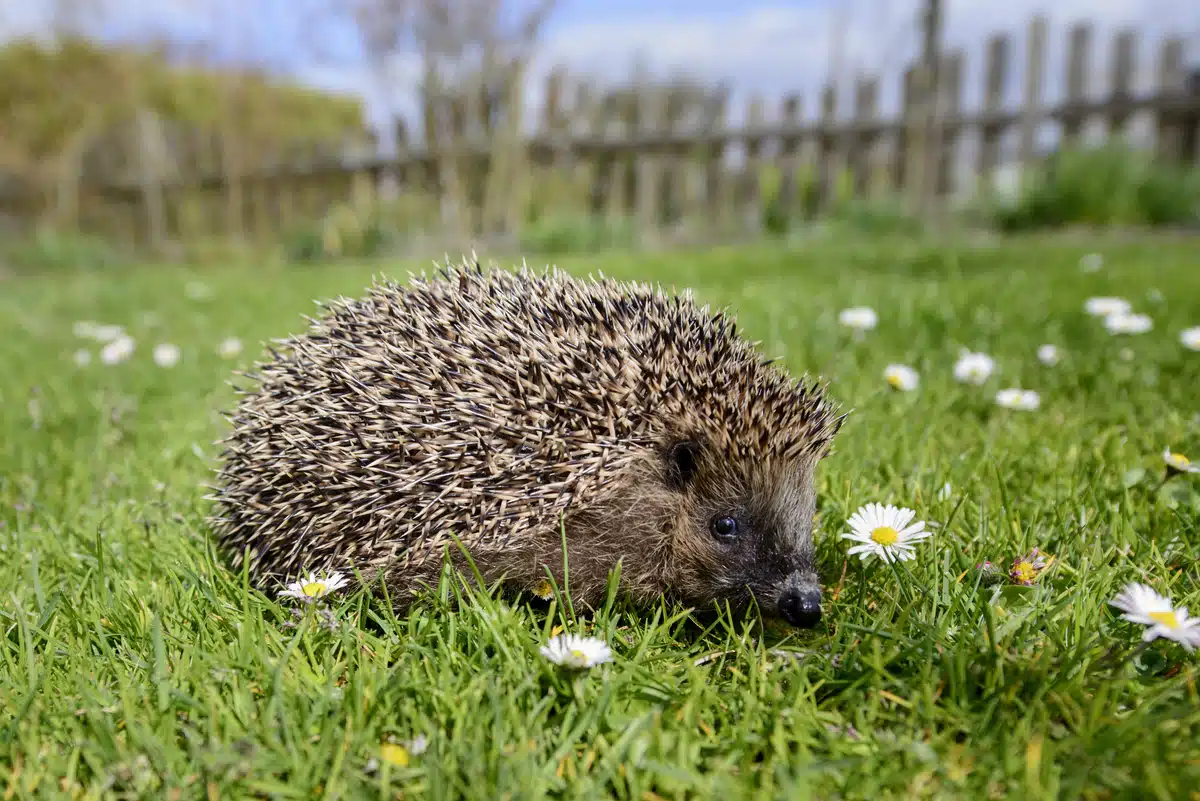 Igel im Garten - Wildtiere in Europa Igel im Garten - Wildtiere in Europa