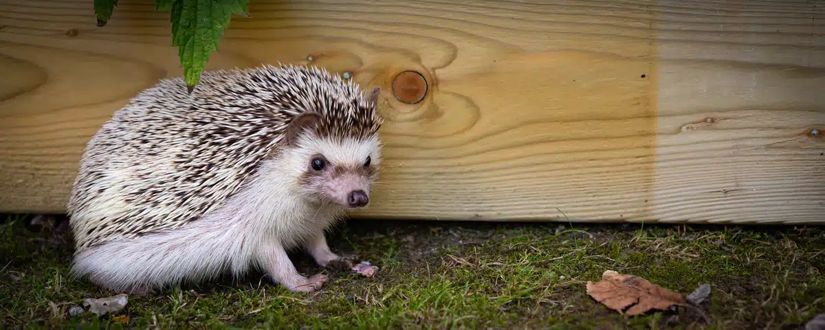 Igel in weiss - Wildtiere in Europa Igel in weiss - Wildtiere in Europa