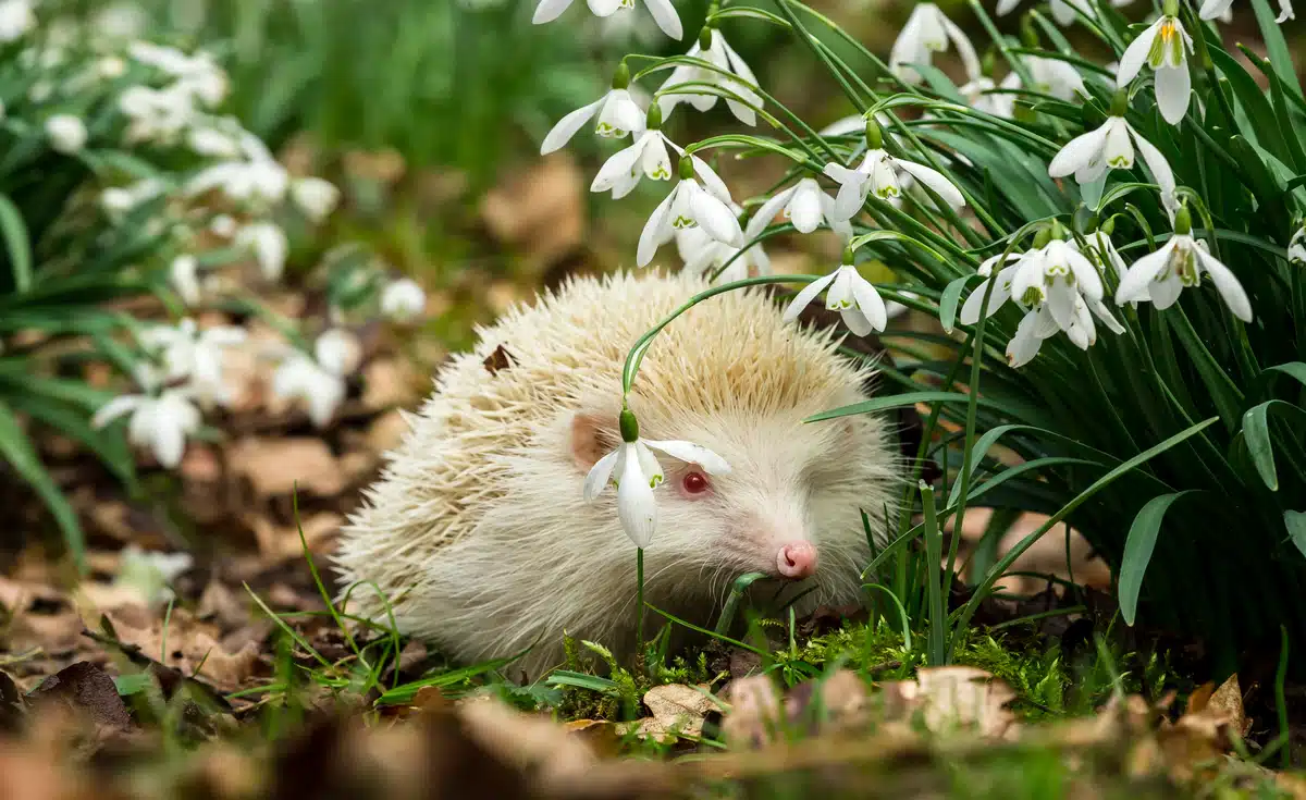 Igel weiss - Wildtiere in Europa Igel weiss - Wildtiere in Europa