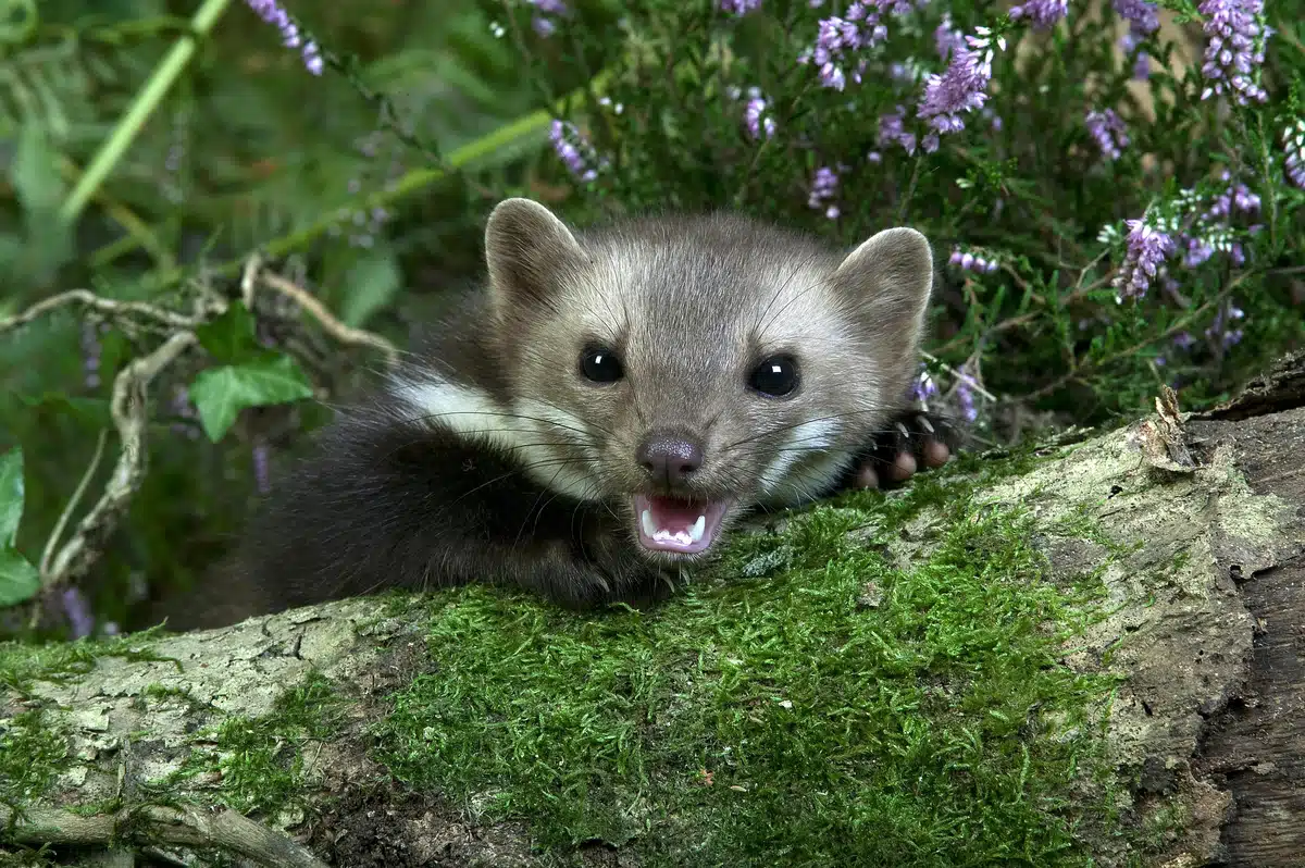 Ist der Steinmarder gefährlich - Wildtiere in Europa Ist der Steinmarder gefährlich - Wildtiere in Europa