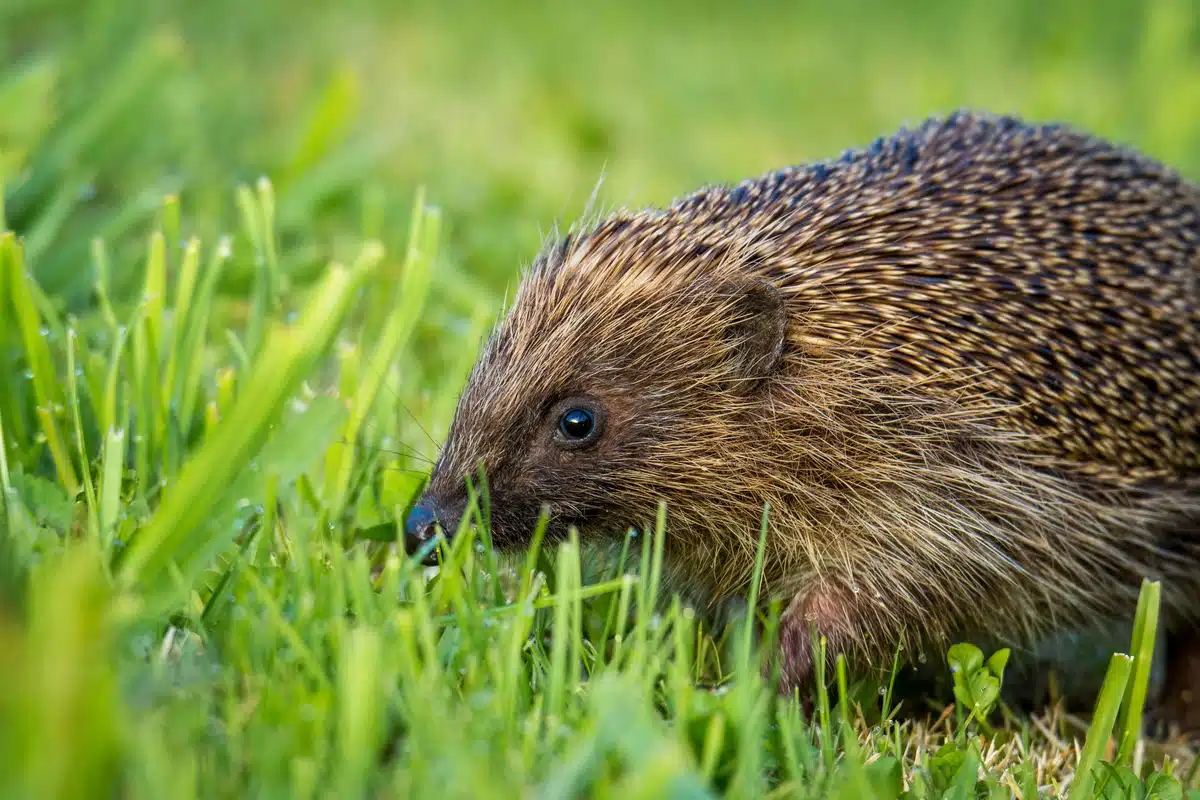 Können Igel bellen - Wildtiere in Europa Können Igel bellen - Wildtiere in Europa