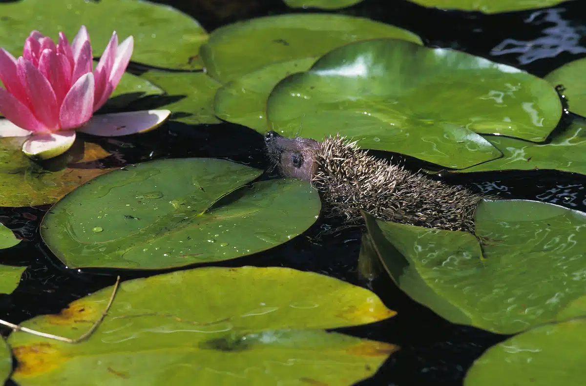 Können Igel schwimmen - Wildtiere in Europa Können Igel schwimmen - Wildtiere in Europa