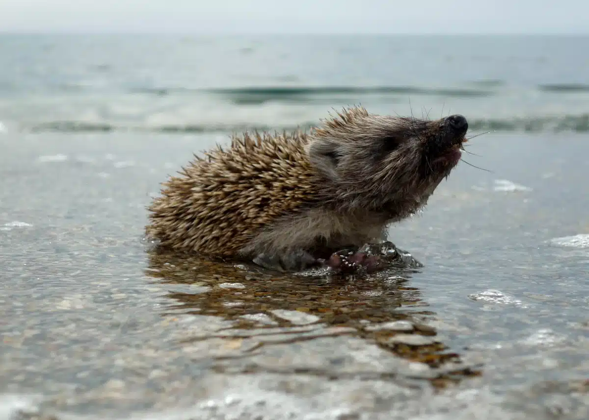 Können Igel wirklich schwimmen - Wildtiere in Europa Können Igel wirklich schwimmen - Wildtiere in Europa