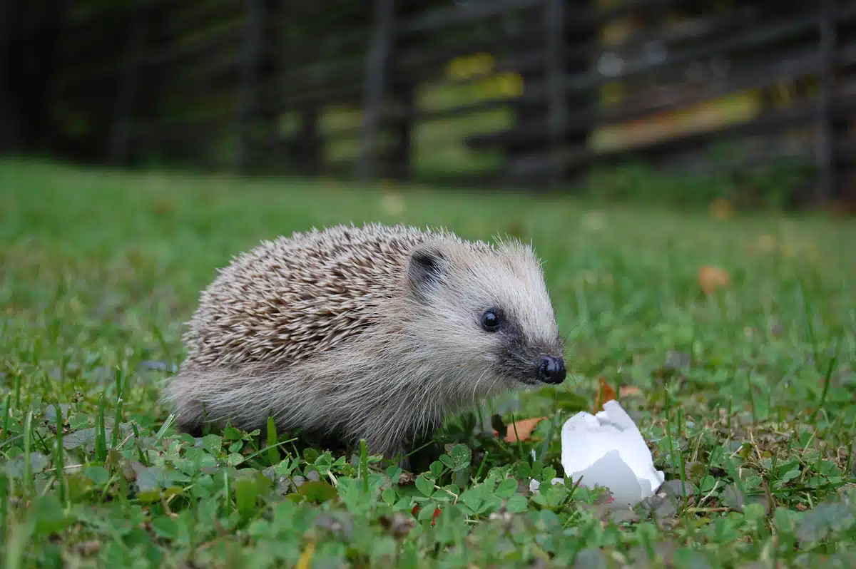 Legen Igel Eier - Wildtiere in Europa Legen Igel Eier - Wildtiere in Europa