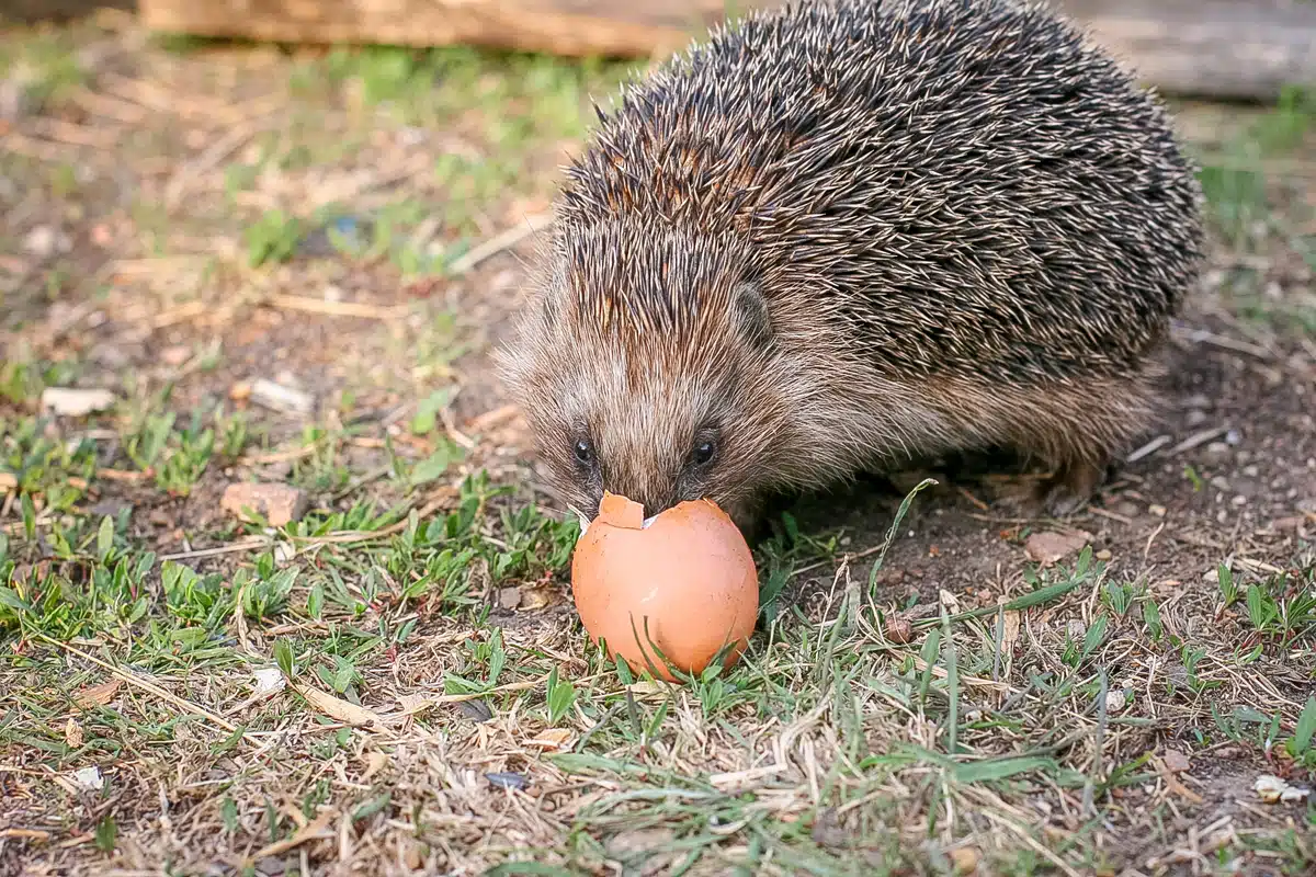 Legen Igel eigentlich Eier - Wildtiere in Europa Legen Igel eigentlich Eier - Wildtiere in Europa