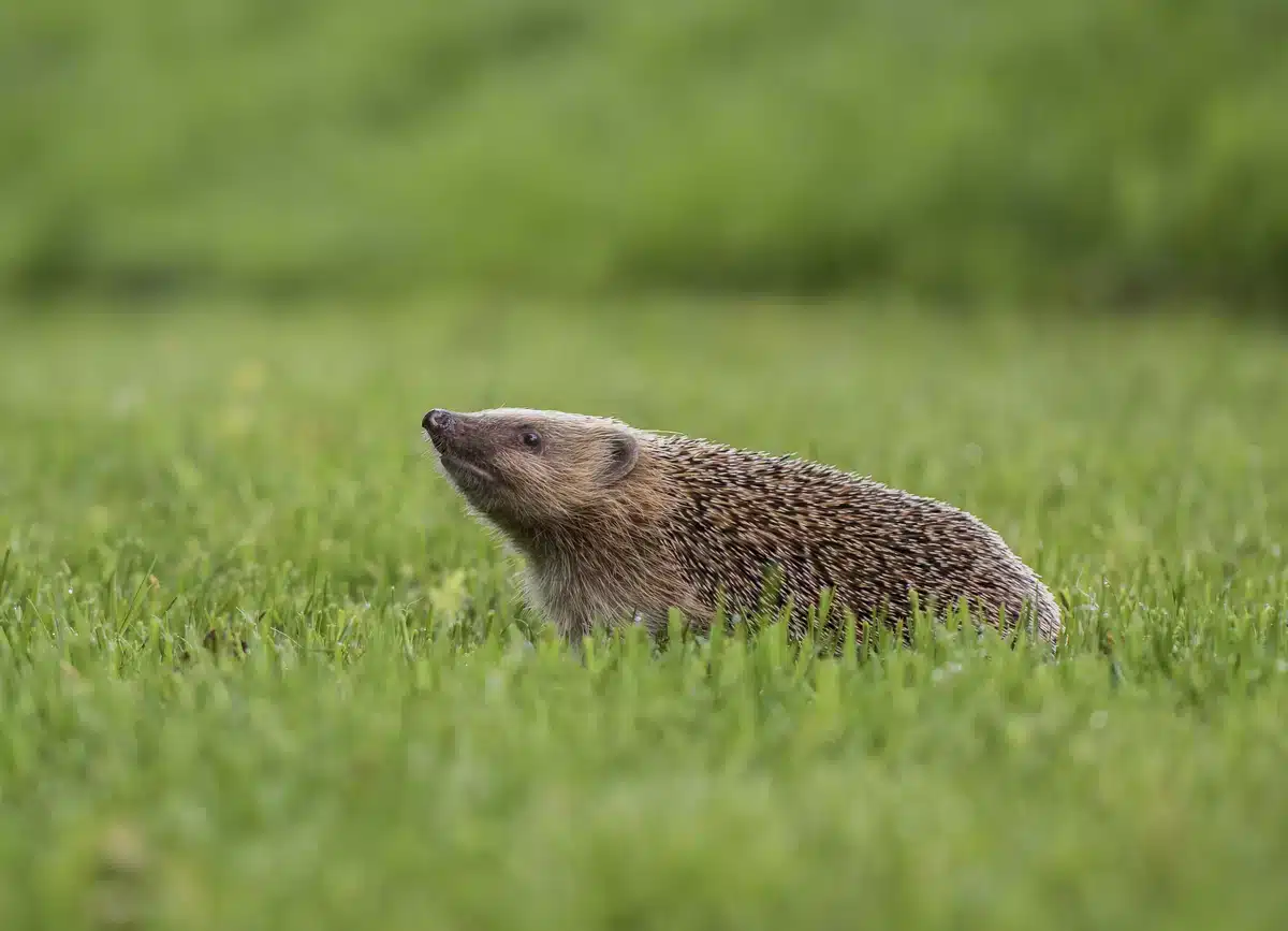 Machen Igel Löcher in den Rasen - Wildtiere in Europa Machen Igel Löcher in den Rasen - Wildtiere in Europa