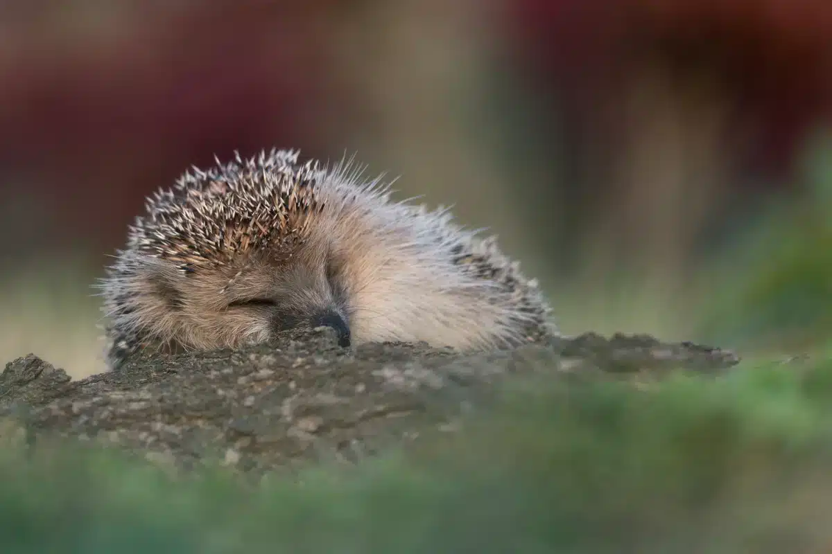 Mähroboter Igel - Wildtiere in Europa Mähroboter Igel - Wildtiere in Europa