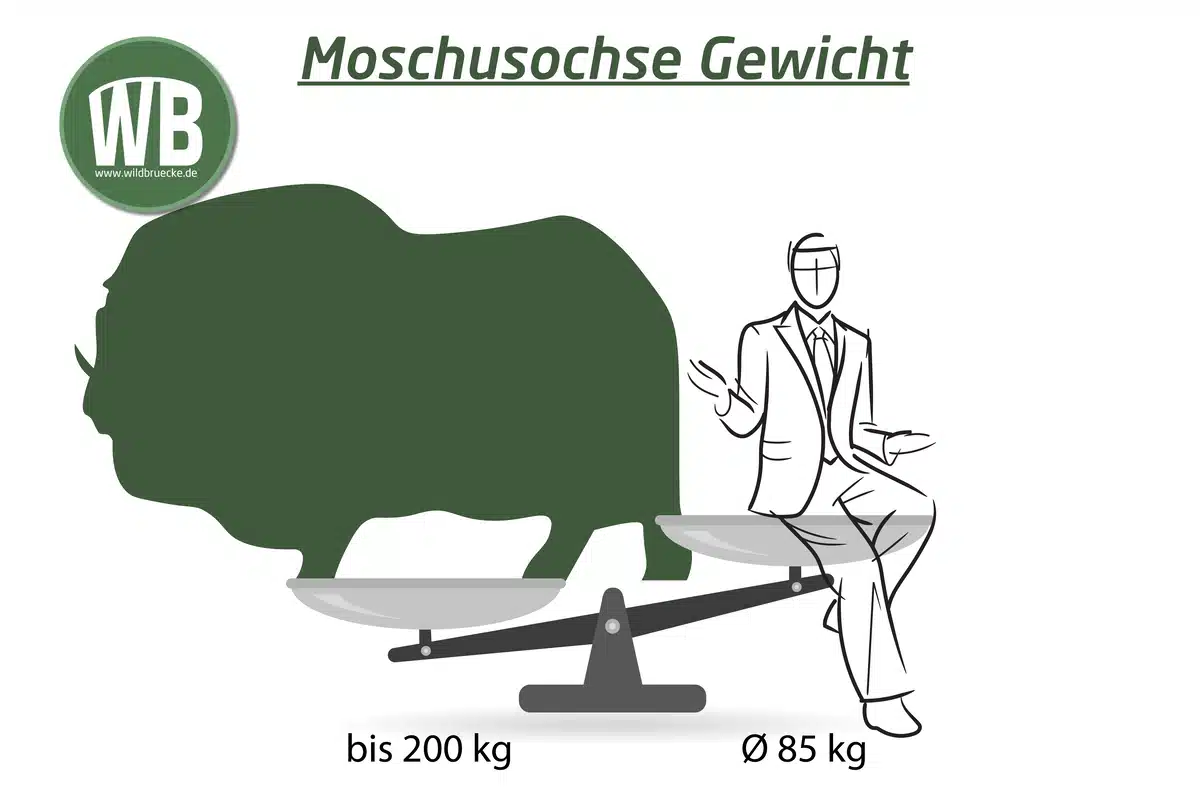 Moschusochse Gewicht - Wildtiere in Europa