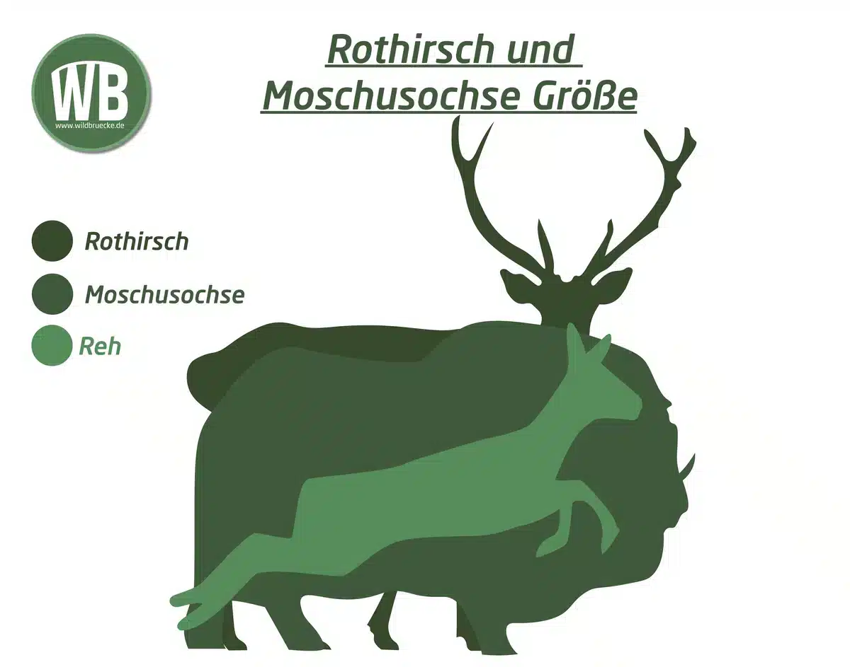 Moschusochse, Größe im Vergleich zum Reh und Hirsch - Wildtiere in Europa Moschusochse, Größe im Vergleich zum Reh und Hirsch - Wildtiere in Europa