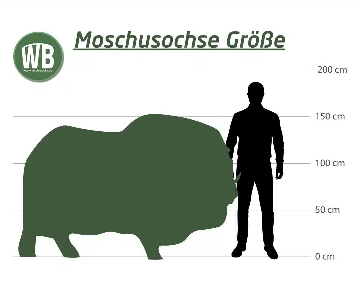 Moschusochse Größe zum Menschen - Wildtiere in Europa Moschusochse Größe zum Menschen - Wildtiere in Europa
