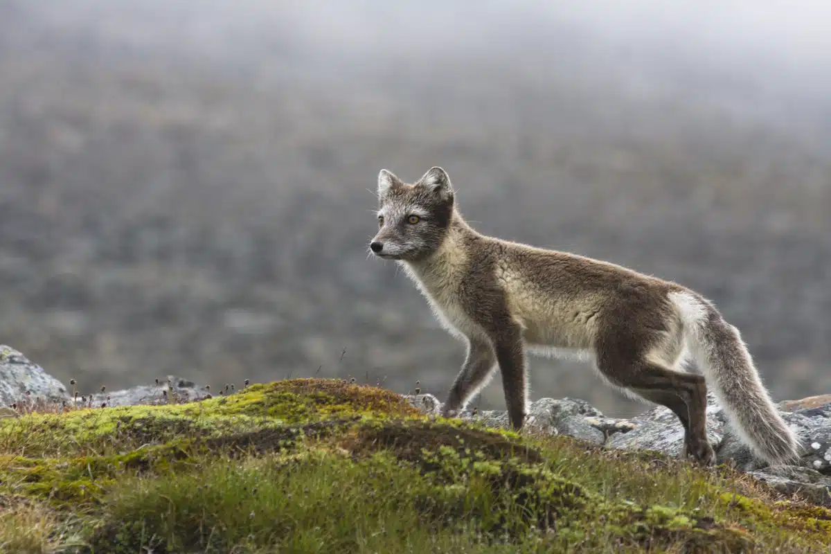 Polarfuchs Island - Wildtiere in Europa Polarfuchs Island - Wildtiere in Europa