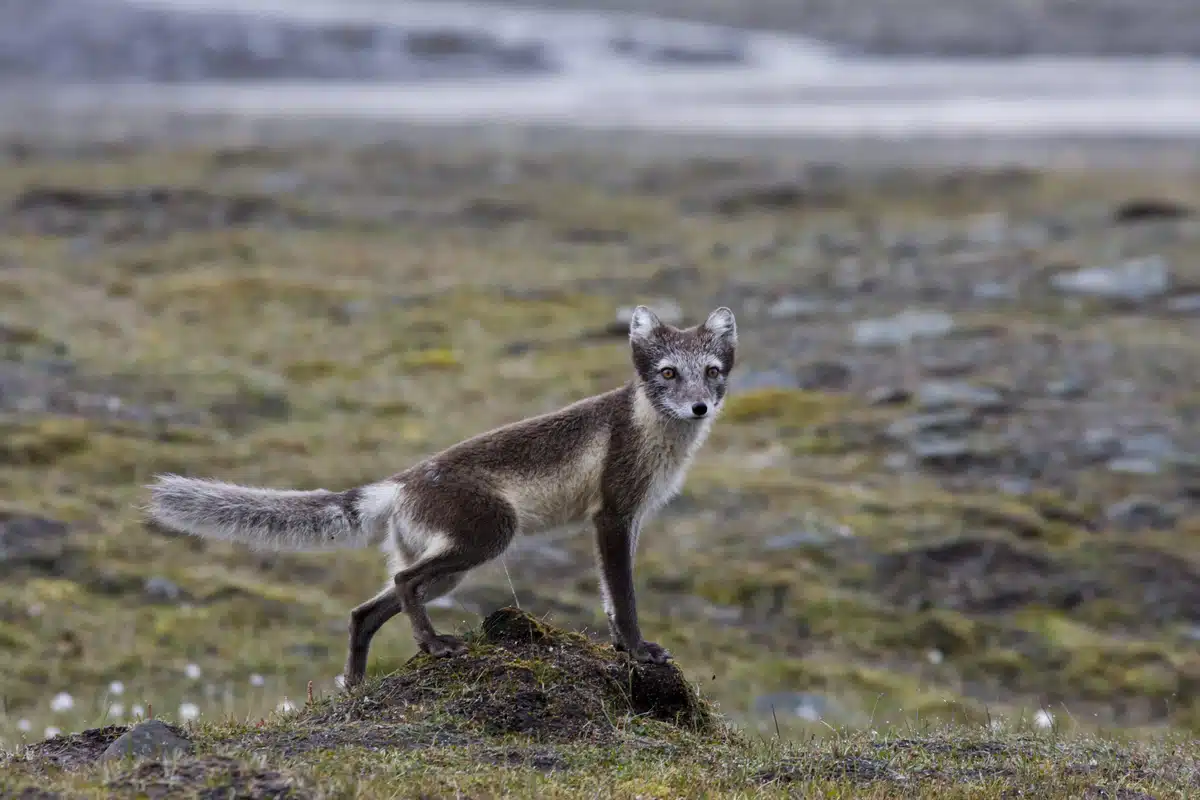 Polarfuchs auf Island - Wildtiere in Europa Polarfuchs auf Island - Wildtiere in Europa