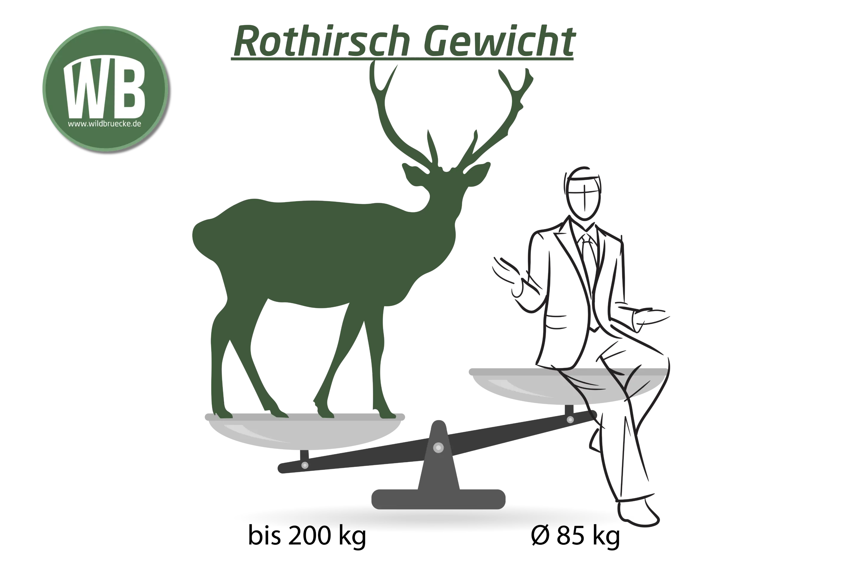 Rothirsch Gewicht - Wildtiere in Europa Rothirsch Gewicht - Wildtiere in Europa