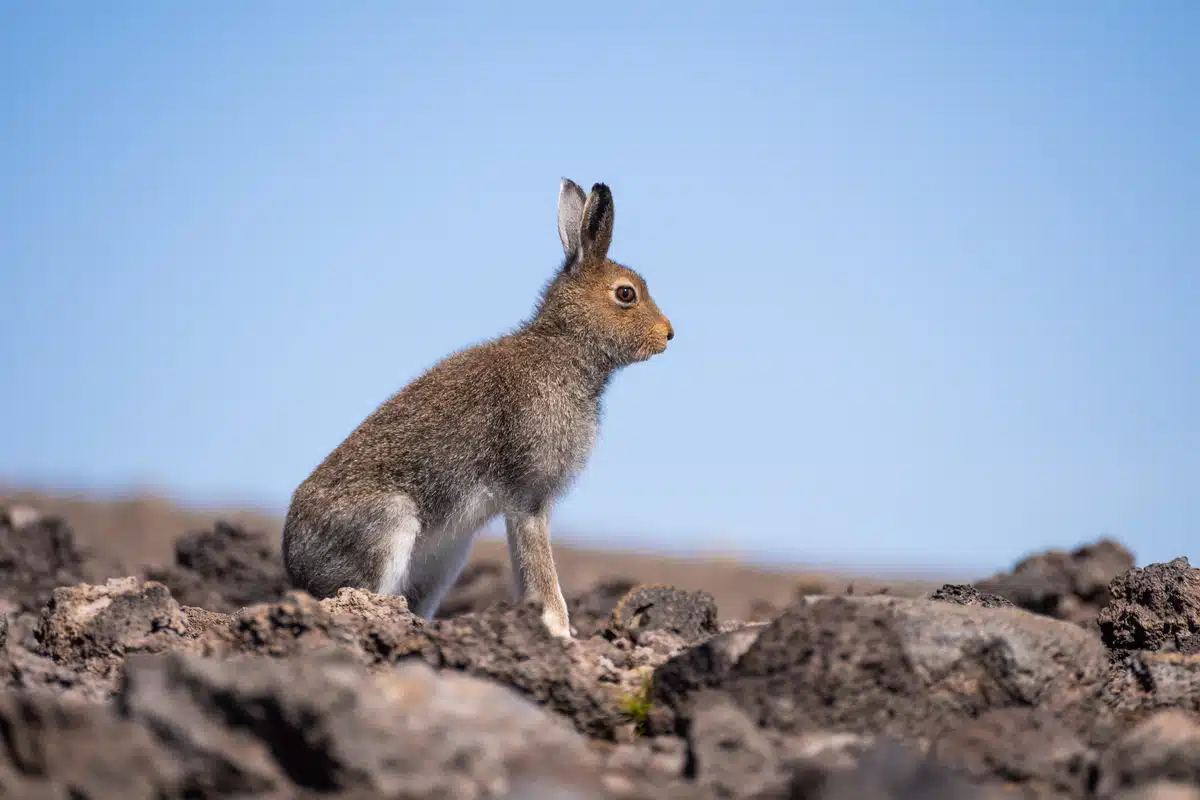 Schneehase im Sommer - Wildtiere in Europa Schneehase im Sommer - Wildtiere in Europa
