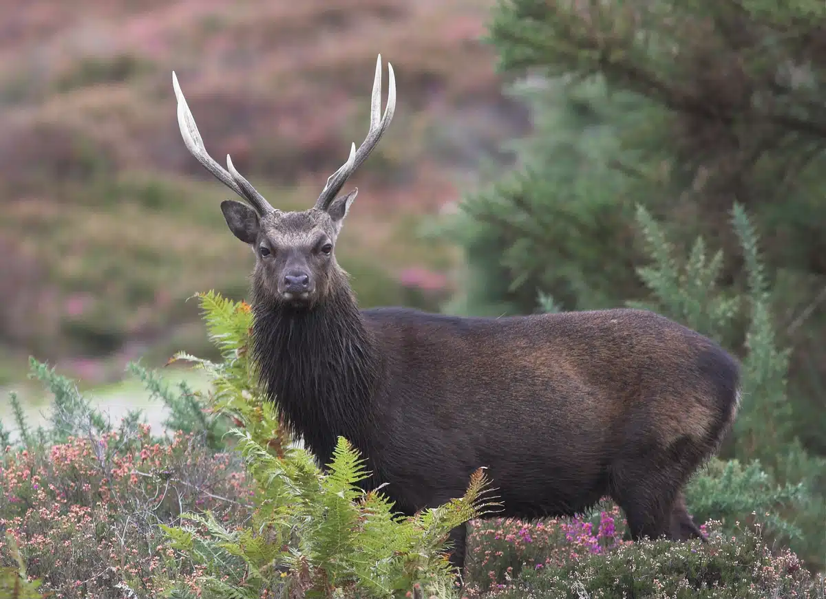Sikawild Vorkommen Deutschland - Wildtiere in Europa Sikawild Vorkommen Deutschland - Wildtiere in Europa