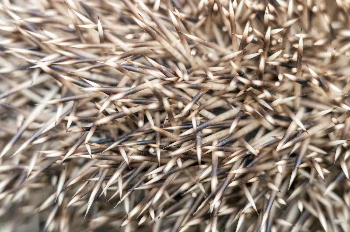 Stachel Igel - Wildtiere in Europa Stachel Igel - Wildtiere in Europa