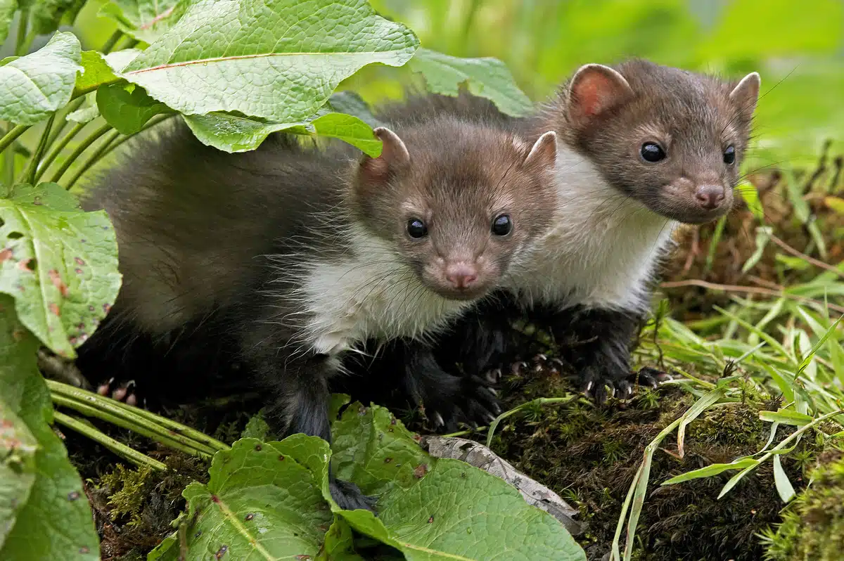 Steinmarder Babys - Wildtiere in Europa Steinmarder Babys - Wildtiere in Europa