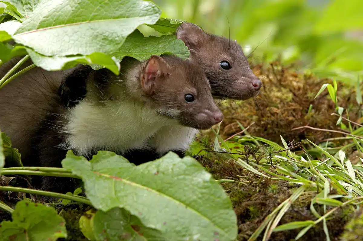 Steinmarder Babys schauen neugierig - Wildtiere in Europa (1) Steinmarder Babys schauen neugierig - Wildtiere in Europa (1)