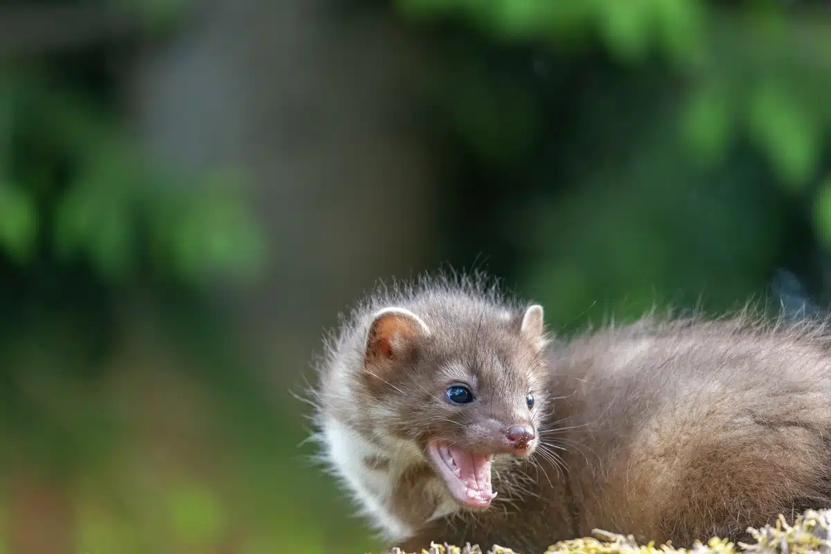 Steinmarder gefährlich - Wildtiere in Europa Steinmarder gefährlich - Wildtiere in Europa