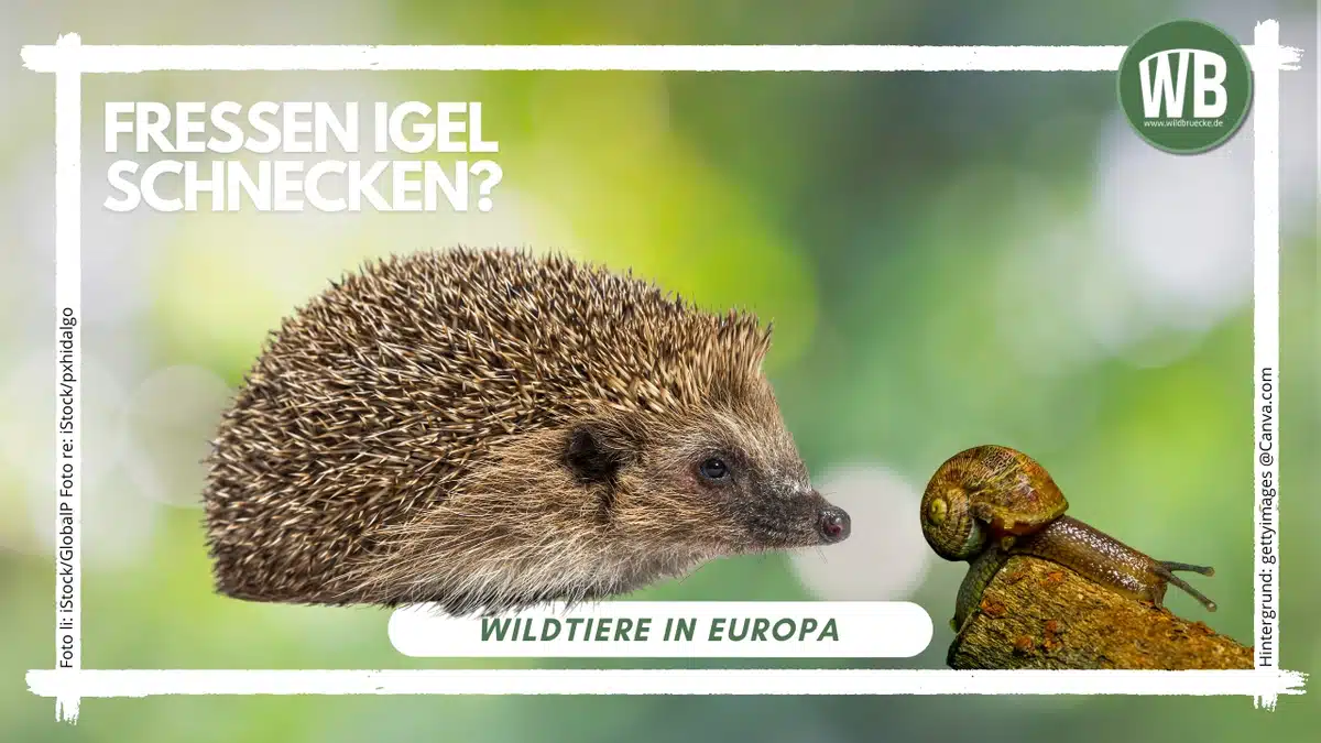 Teaserbild Fressen Igel Schnecken - Wildtiere in Europa Teaserbild Fressen Igel Schnecken - Wildtiere in Europa