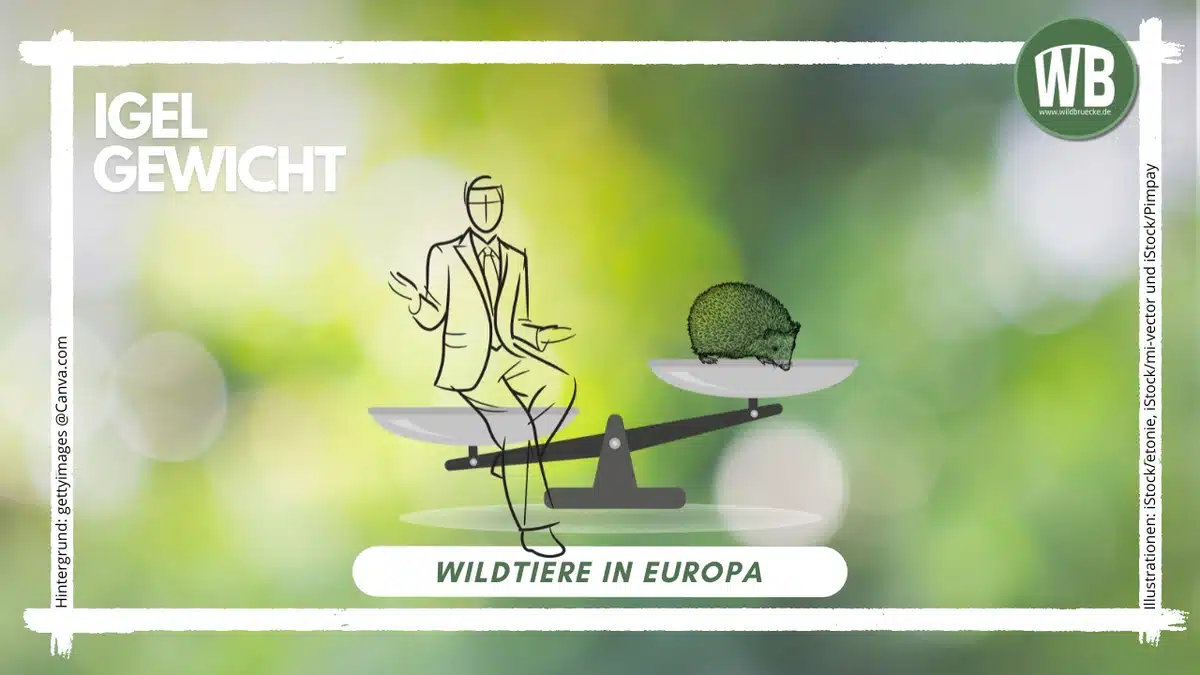 Teaserbild Igel Gewicht - Wildtiere in Europa Teaserbild Igel Gewicht - Wildtiere in Europa