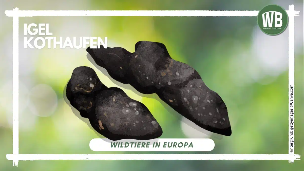 Teaserbild Igel Kothaufen - Wildtiere in Europa Teaserbild Igel Kothaufen - Wildtiere in Europa