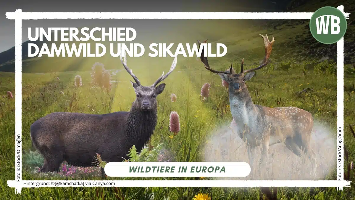 Teaserbild Unterschied Damwild und Sikawild - Wildtiere in Europa Teaserbild Unterschied Damwild und Sikawild - Wildtiere in Europa