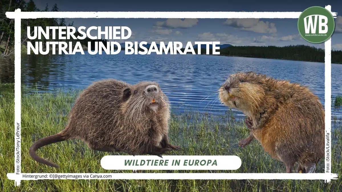 Teaserbild Unterschied Nutria und Bisamratte - Wildtiere in Europa Teaserbild Unterschied Nutria und Bisamratte - Wildtiere in Europa
