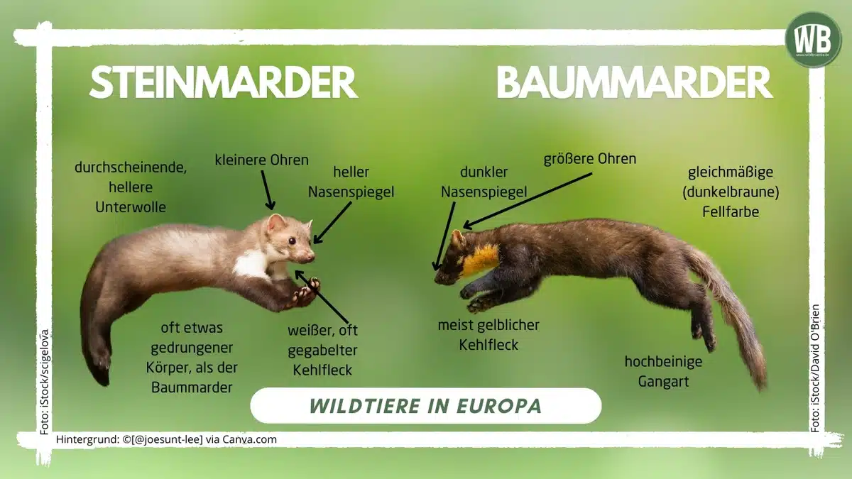 Unterschied Baummarder und Steinmarder - Wildtiere in Europa Unterschied Baummarder und Steinmarder - Wildtiere in Europa