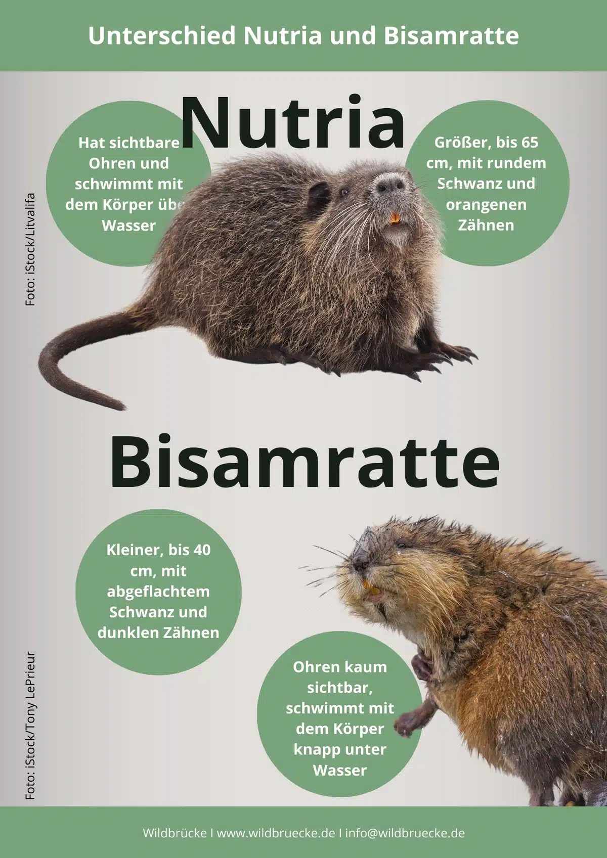 Unterschied Nutria und Bisamratte - Wildtiere in Europa