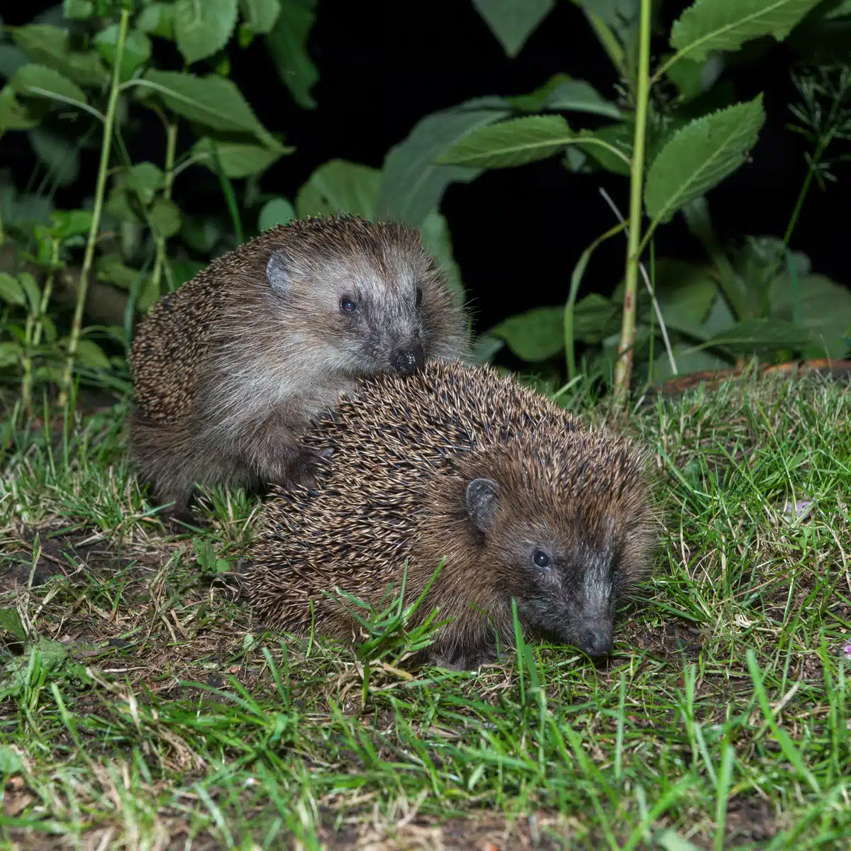 Wann ist die Igel Paarungszeit - Wildtiere in Europa Wann ist die Igel Paarungszeit - Wildtiere in Europa
