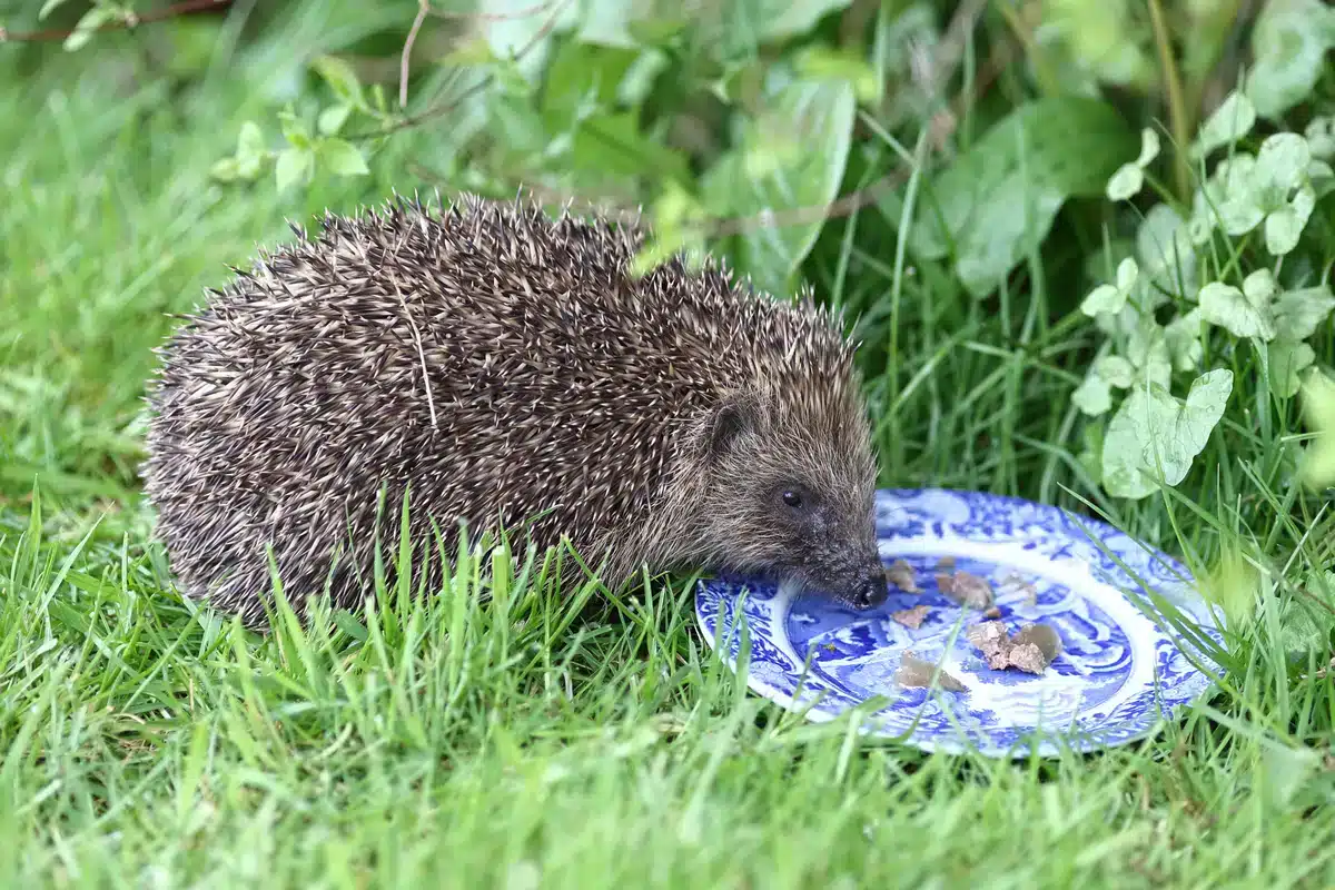 Wann sollte man aufhören Igel zu füttern - Wildtiere in Europa Wann sollte man aufhören Igel zu füttern - Wildtiere in Europa