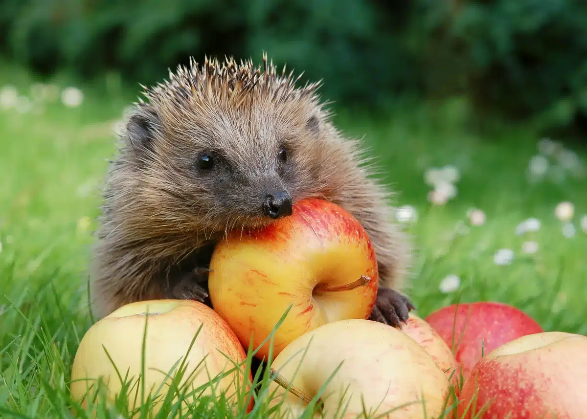 Was Igel fressen Obst - Wildtiere in Europa Was Igel fressen Obst - Wildtiere in Europa