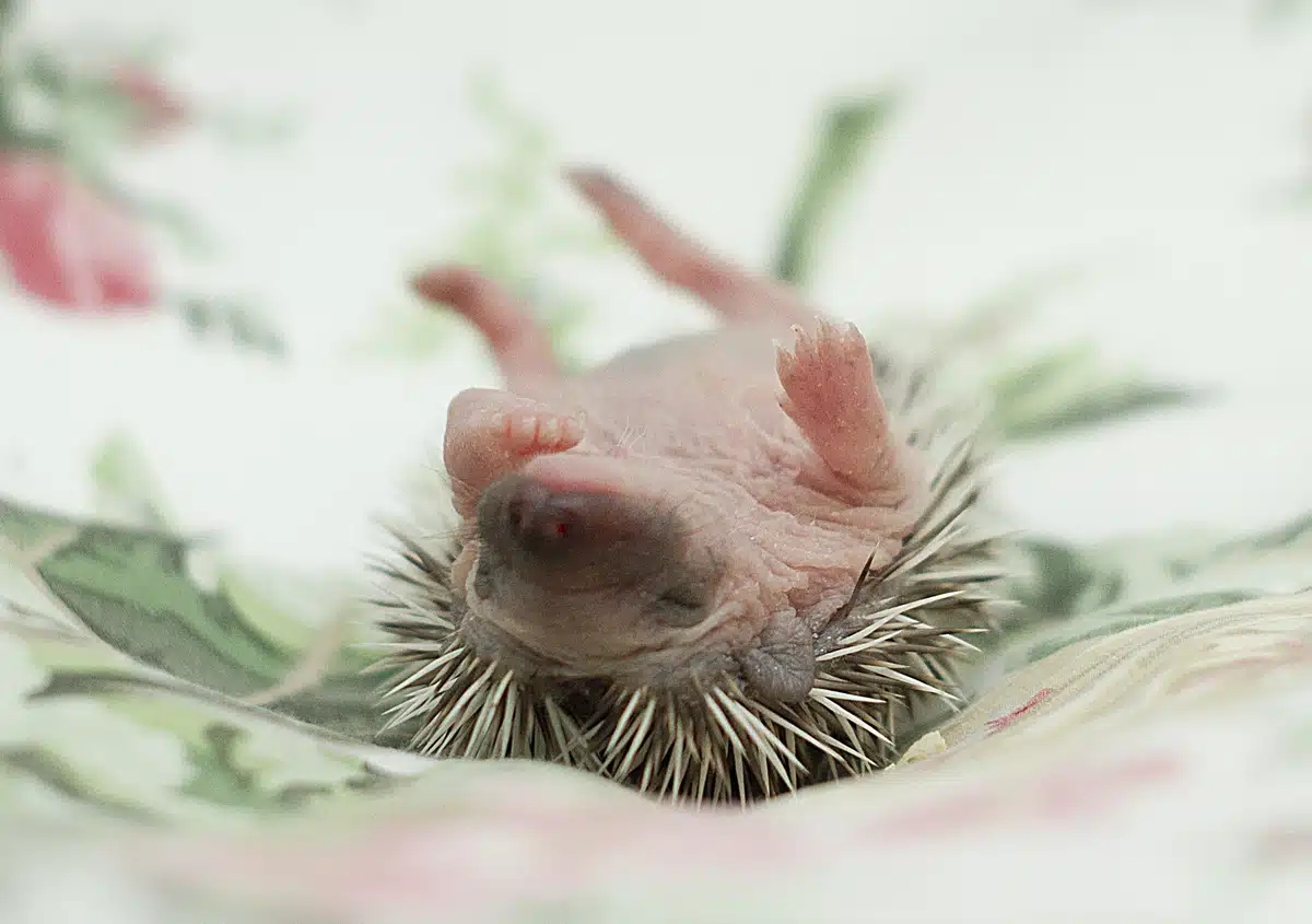 Was tun wenn man einen Igel findet - Wildtiere in Europa Was tun wenn man einen Igel findet - Wildtiere in Europa