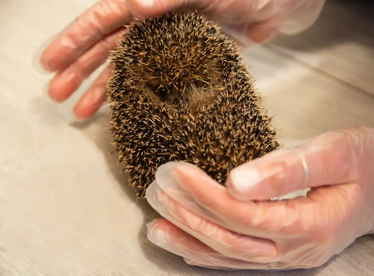 Was wenn ein Igel hustet - Wildtiere in Europa Was wenn ein Igel hustet - Wildtiere in Europa