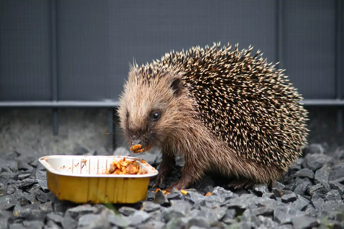 Welches Katzenfutter für Igel - Wildtiere in Europa (1) Welches Katzenfutter für Igel - Wildtiere in Europa (1)