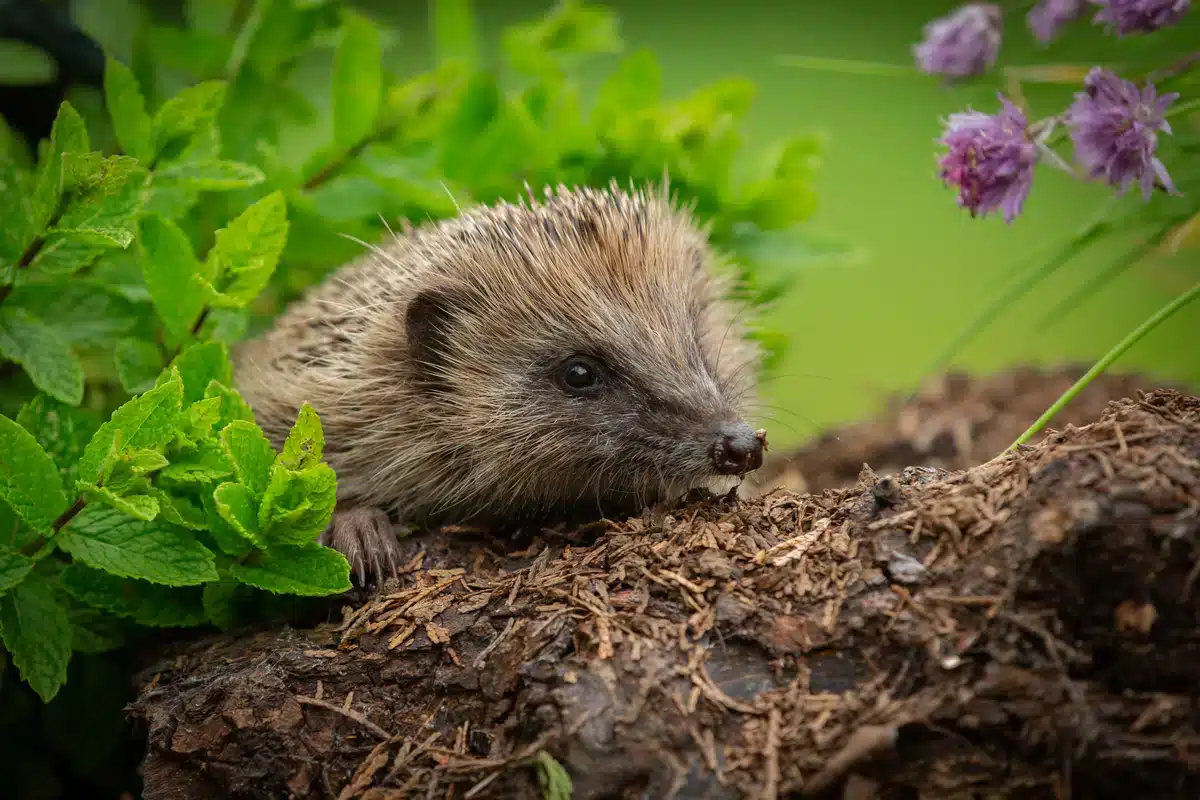 Wie alt Igel werden - Wildtiere in Europa Wie alt Igel werden - Wildtiere in Europa