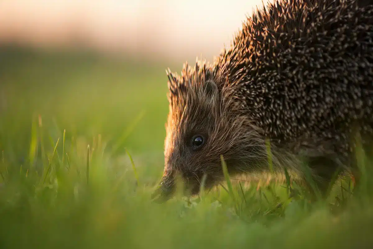Wie alt werden Igel - Wildtiere in Europa Wie alt werden Igel - Wildtiere in Europa