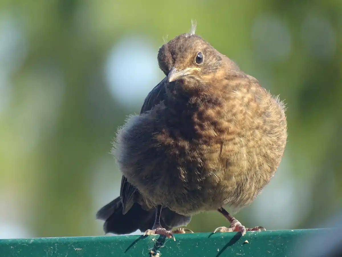 Amsel Jungvogel - Wildtiere in Europa Amsel Jungvogel - Wildtiere in Europa