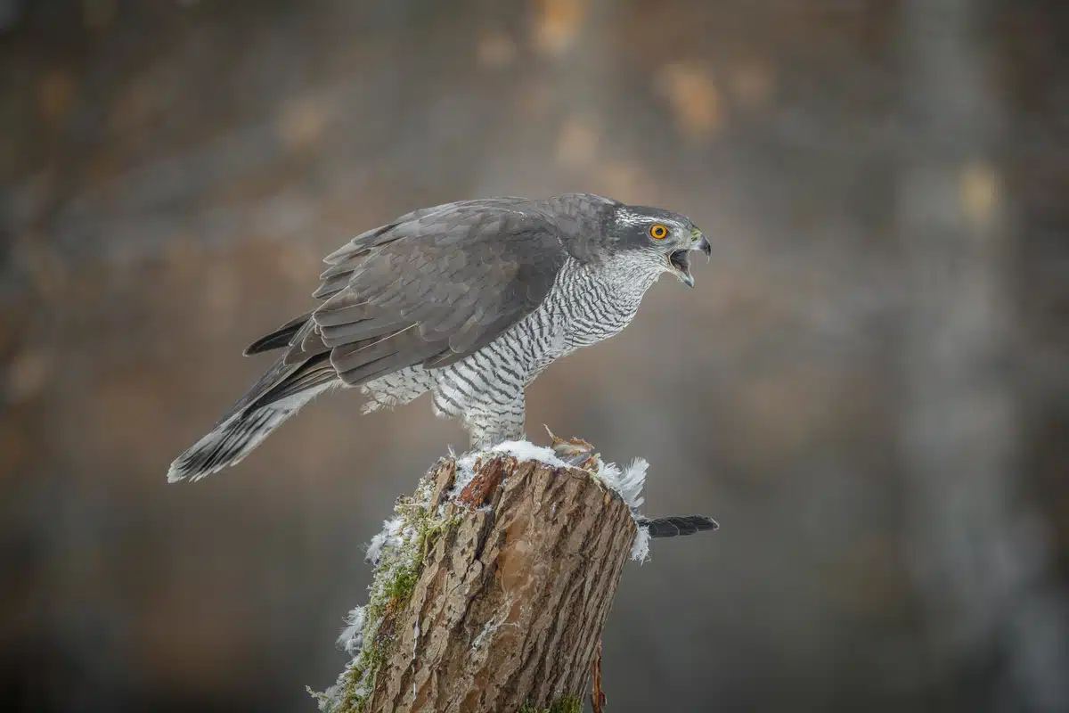 Auch Hühner Habicht genannt - Vögel in Europa Auch Hühner Habicht genannt - Vögel in Europa
