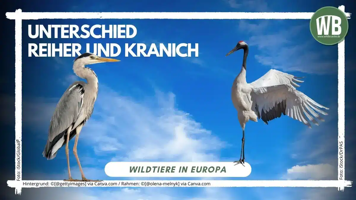 Beitragsbild Unterschied Reiher und Kranich - Vögel in Europa