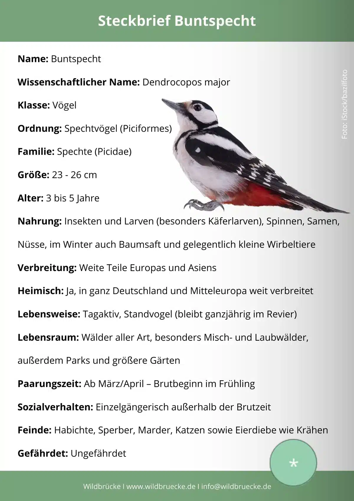 Buntspecht Steckbrief - Vögel in Europa