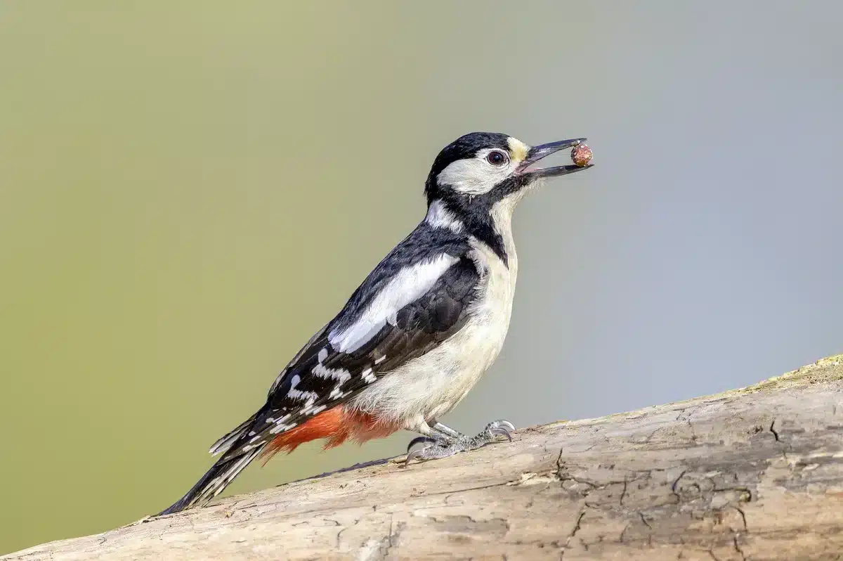 Das Aussehen vom Buntspecht - Vögel in Europa Das Aussehen vom Buntspecht - Vögel in Europa