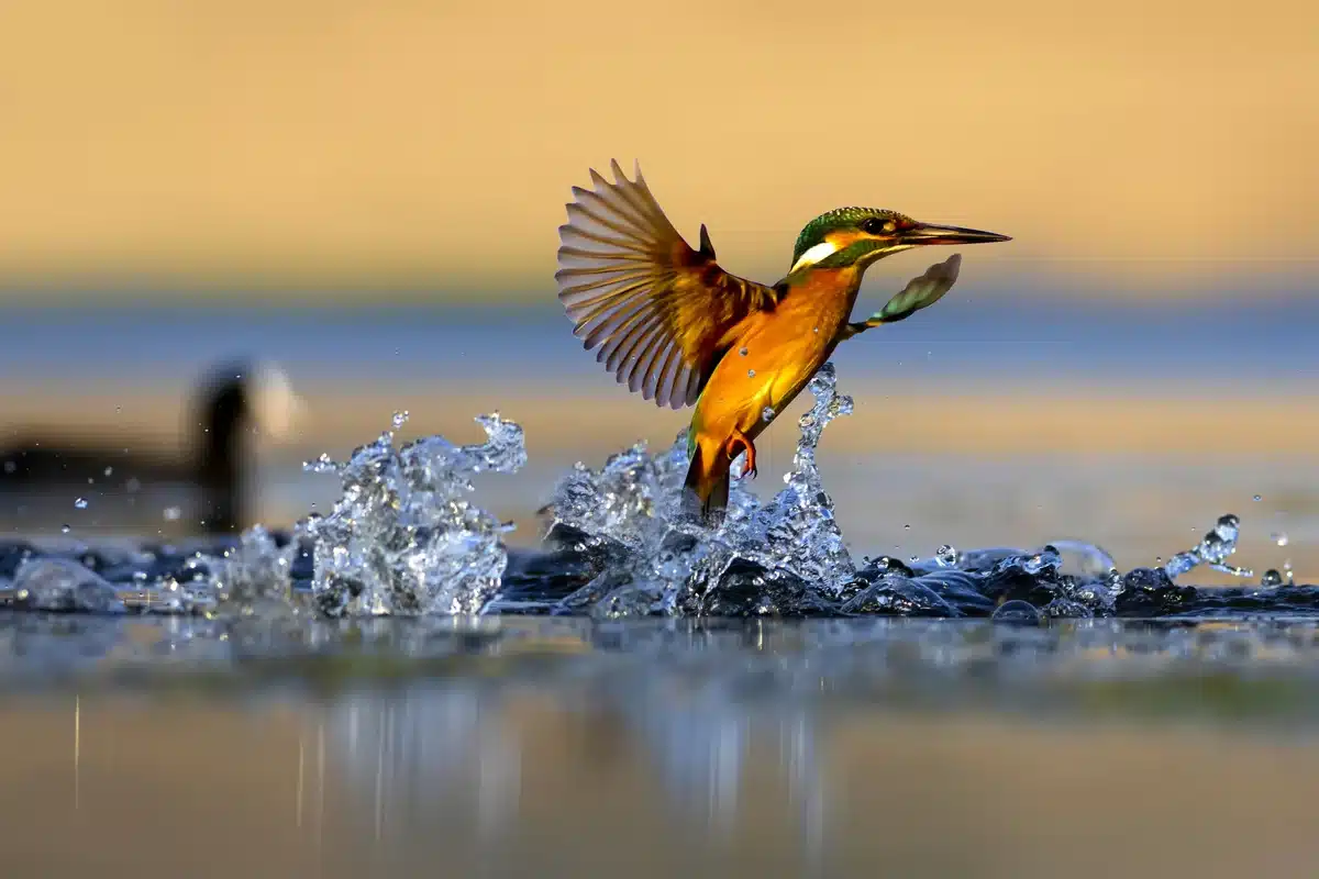 Der Eisvogel Lebensraum Gewässer - Vögel in Europa Der Eisvogel Lebensraum Gewässer - Vögel in Europa