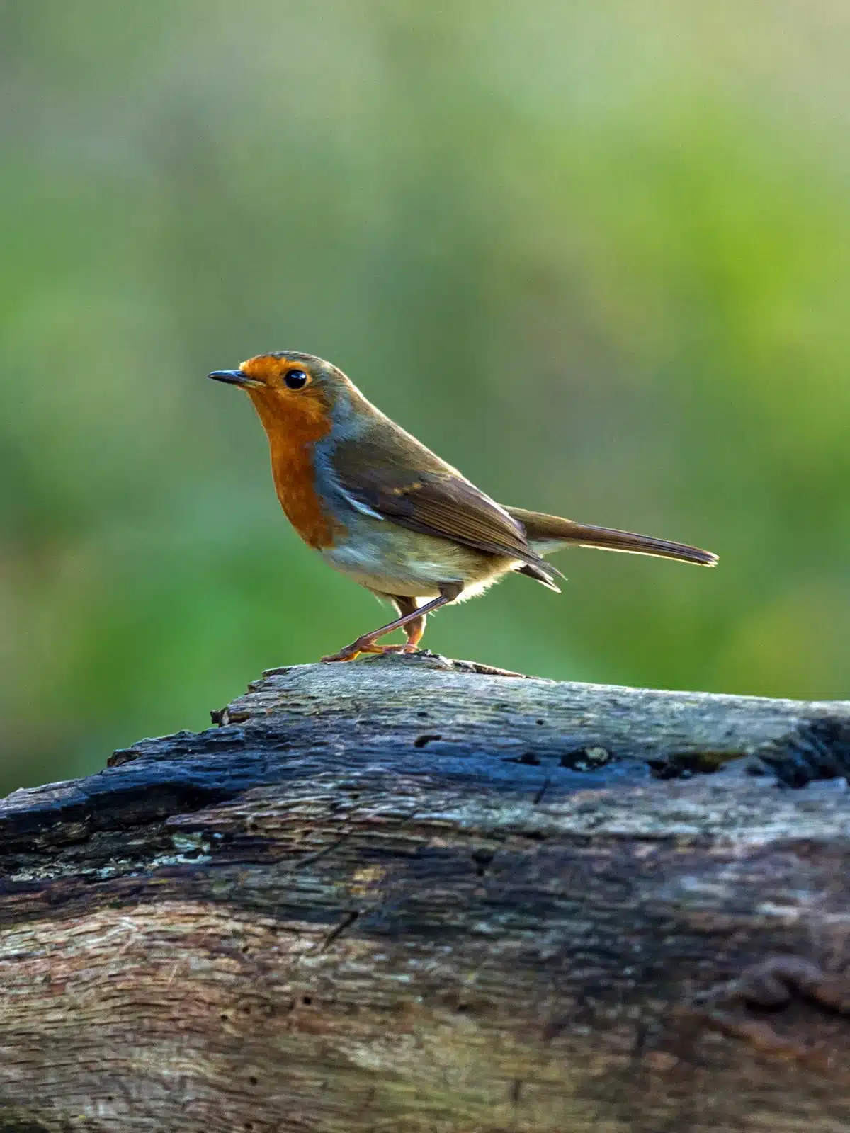 Die Lebenserwartung der Rotkehlchen - Wildtiere in Europa Die Lebenserwartung der Rotkehlchen - Wildtiere in Europa